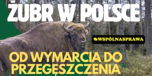 Żubr w Polsce: od wymarcia do przegęszczenia – potrzeba aktywnego zarządzania.