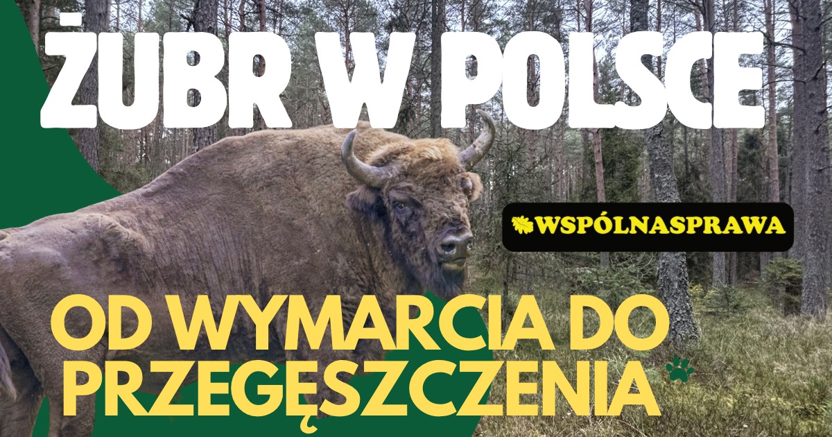 Żubr w Polsce: od wymarcia do przegęszczenia – potrzeba aktywnego zarządzania.