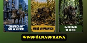 Selekcja dzików to znak czasu !