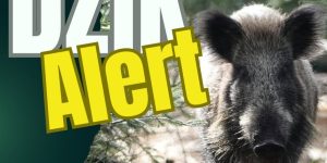 💥 Dziki w mieście? Na placu zabaw? Pod oknami? Związek Zawodowy „Wspólna Sprawa” uruchamia projekt DzikiAlert.pl! 🐗👇