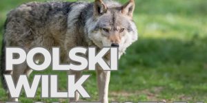 Czy wilk stał się narzędziem politycznym?