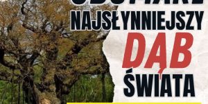 W Anglii obumarł jeden z najsłynniejszych dębów świata. Miał około 1200 lat.