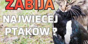 Ile ptaków 🐦 zabijają koty 🐈 w Polsce?